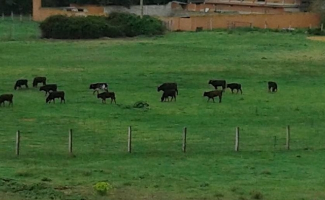 animales en libertad